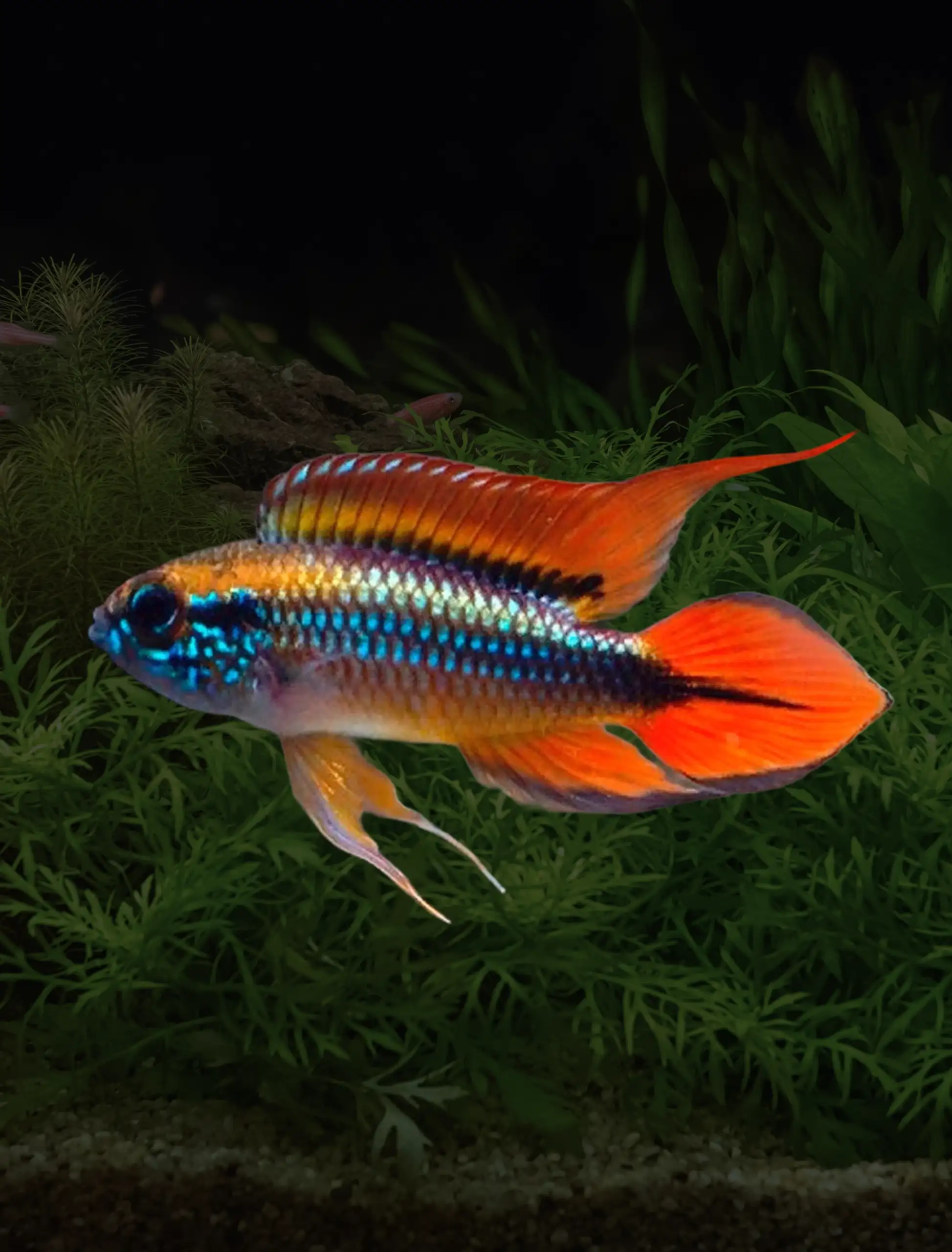 Apistogramma agassizii [TRIO]