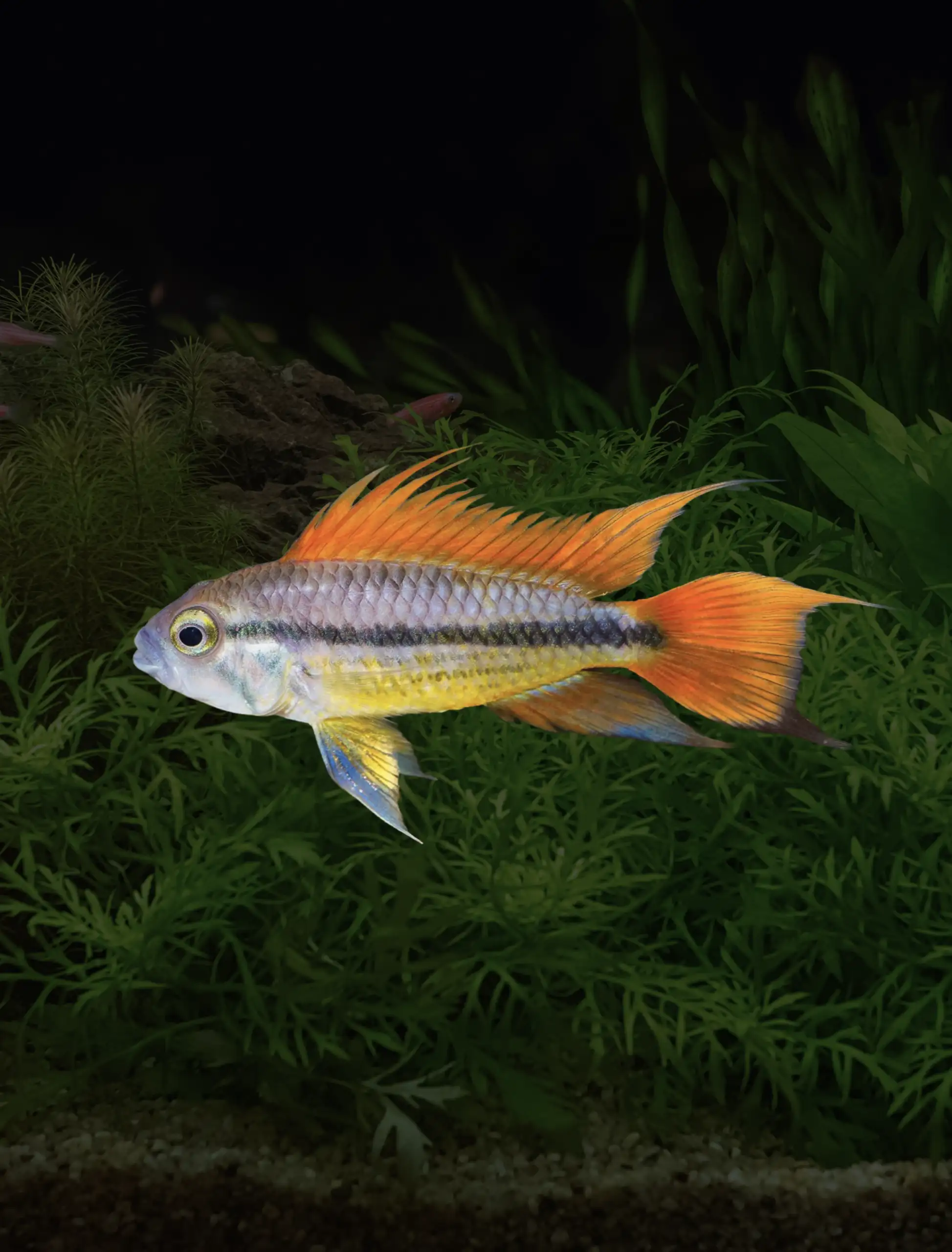 Apistogramma Cacatuoides "Orange Flash" [MALE]