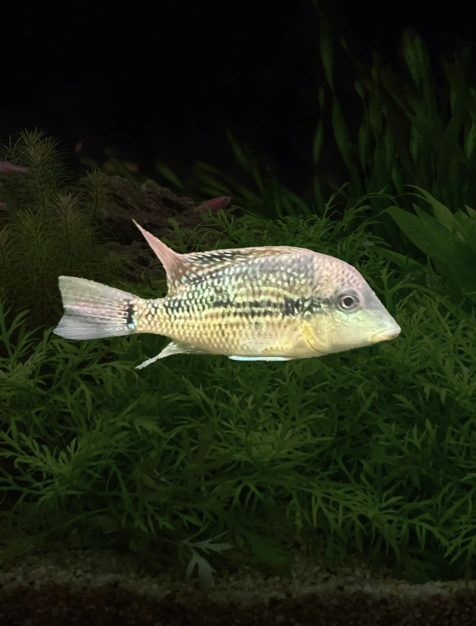 Geophagus alto sinu