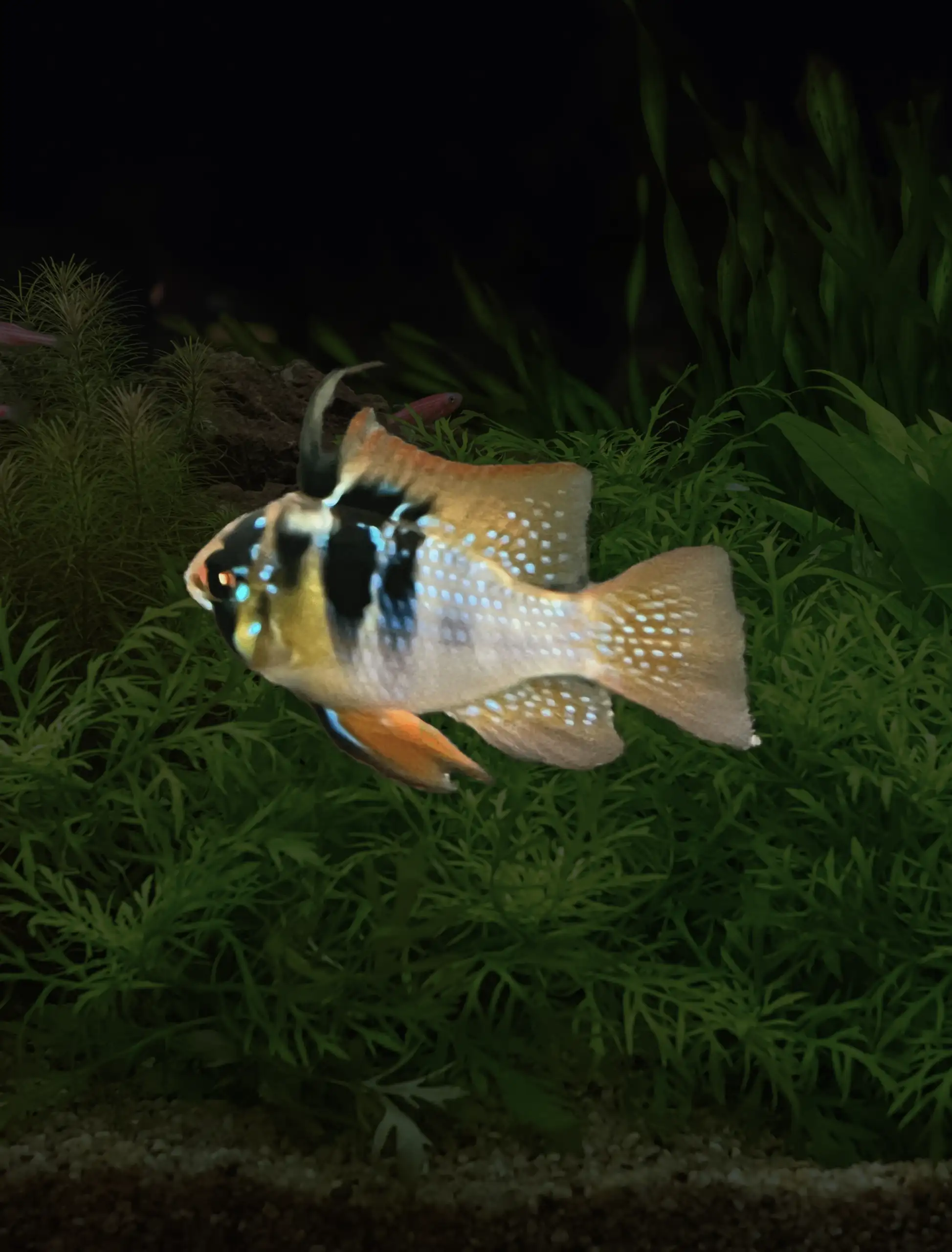German Blue Ram