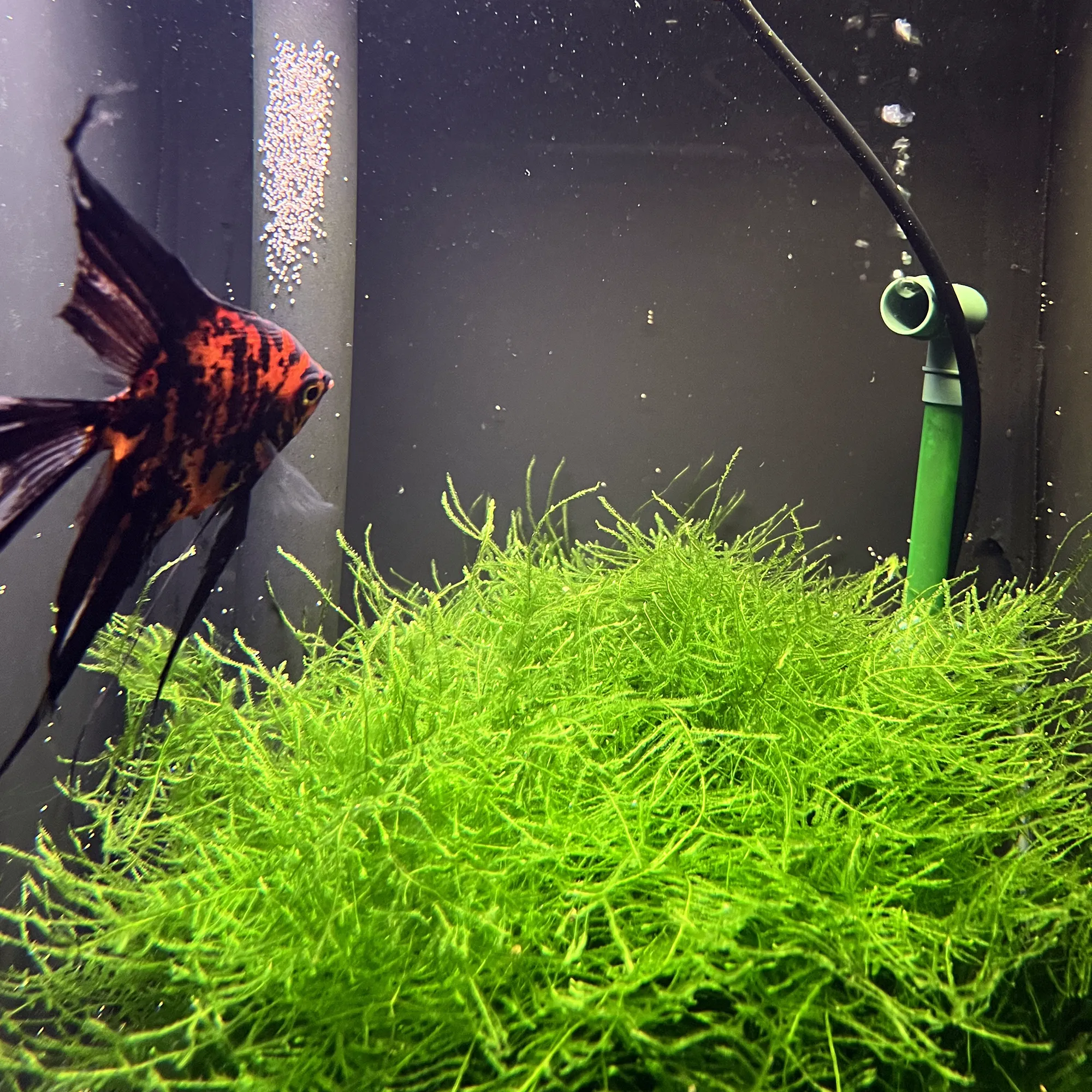 Java moss