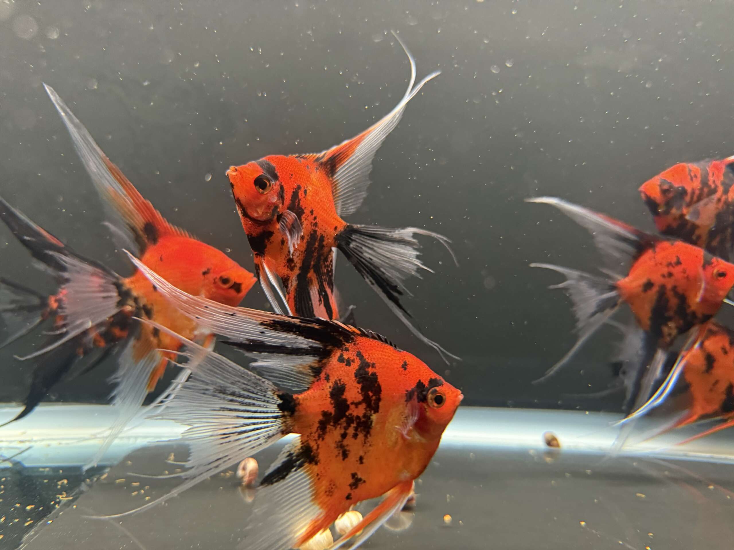 Premium Koi Angelfish