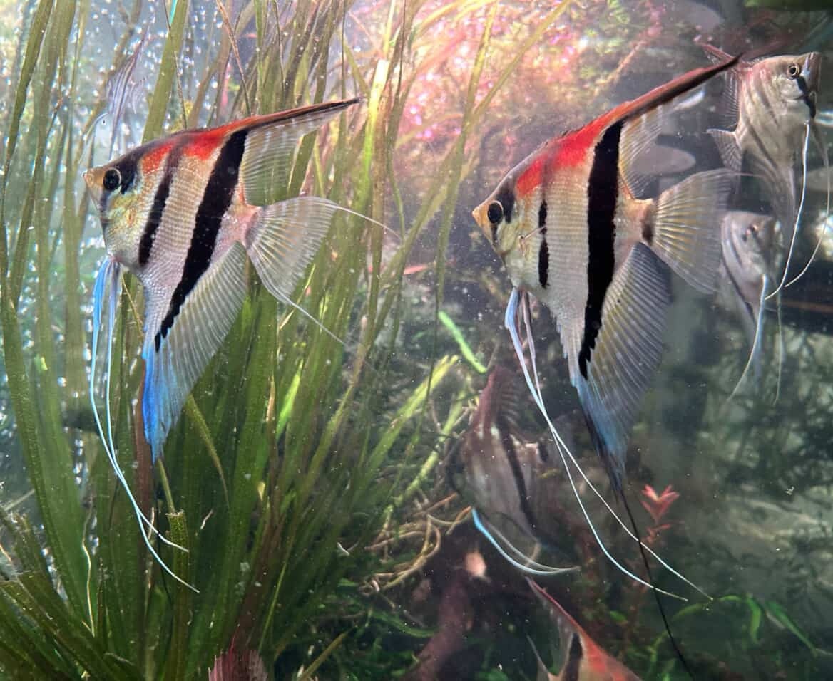 Pterophyllum scalare var. Manacapuru