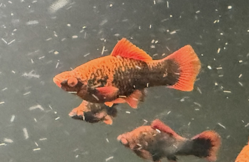 Red Alpha Swordtail – Unsexed
